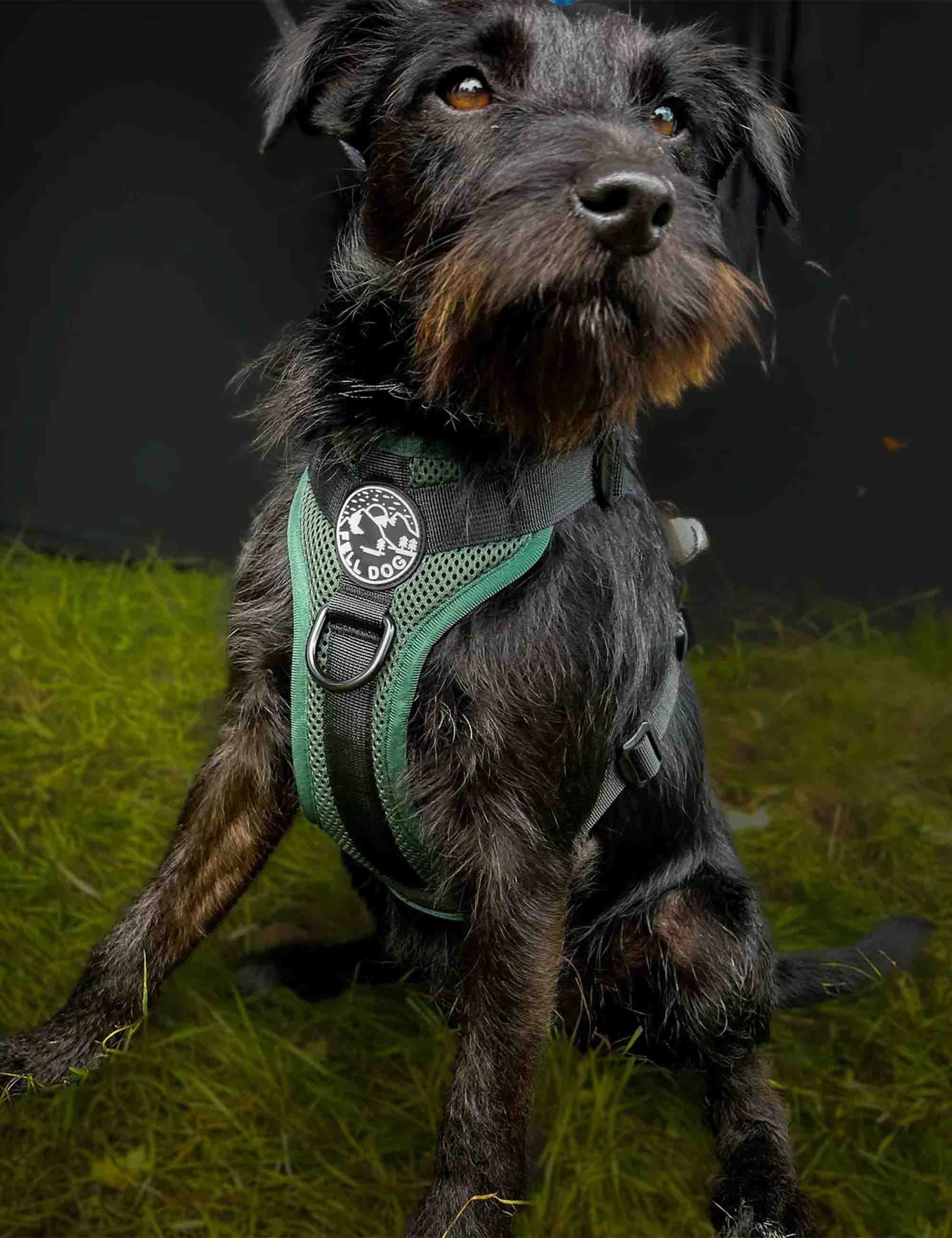 FELLDOG HELLVELLYN HARNESS MED - FOREST - Image 2