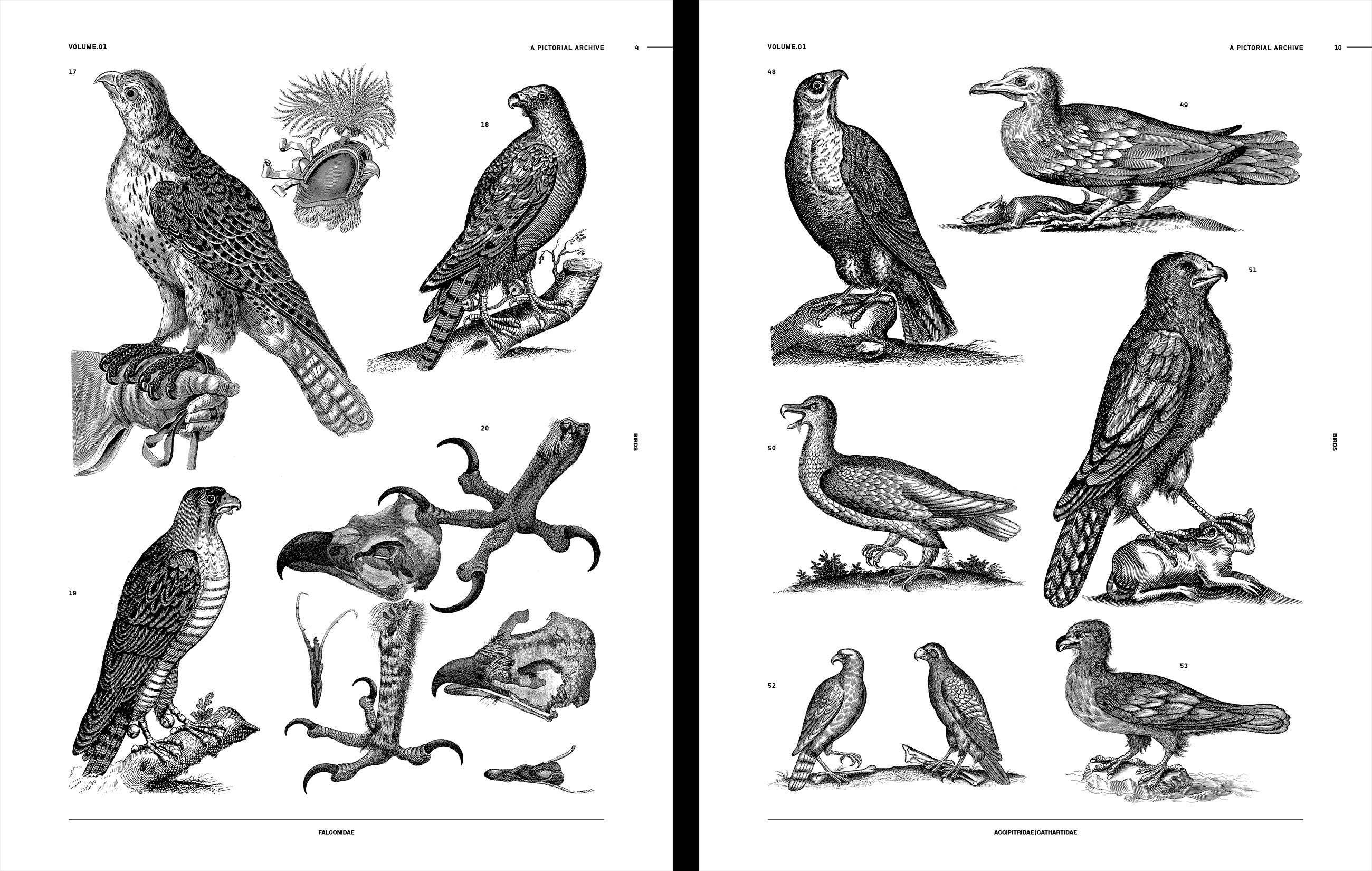 Birds Reference Book Book by James Kale - Image 3