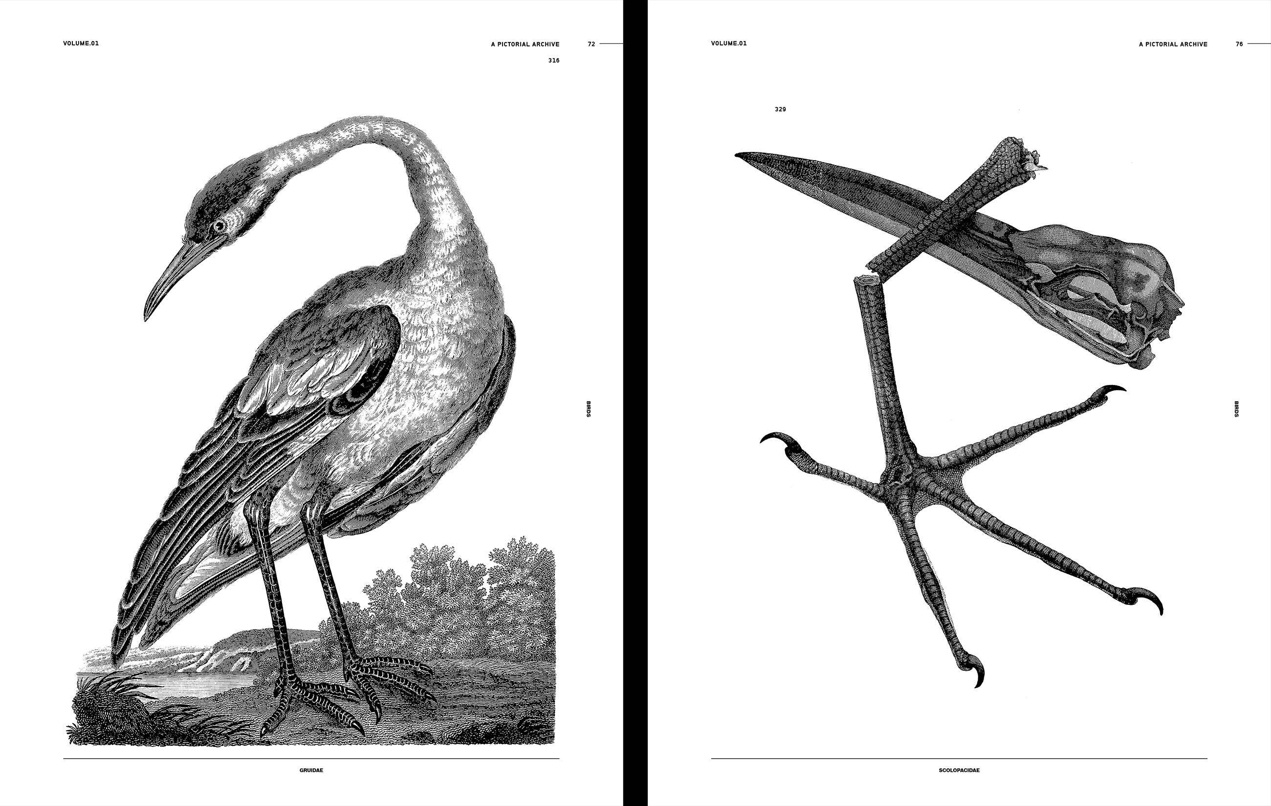 Birds Reference Book Book by James Kale - Image 4