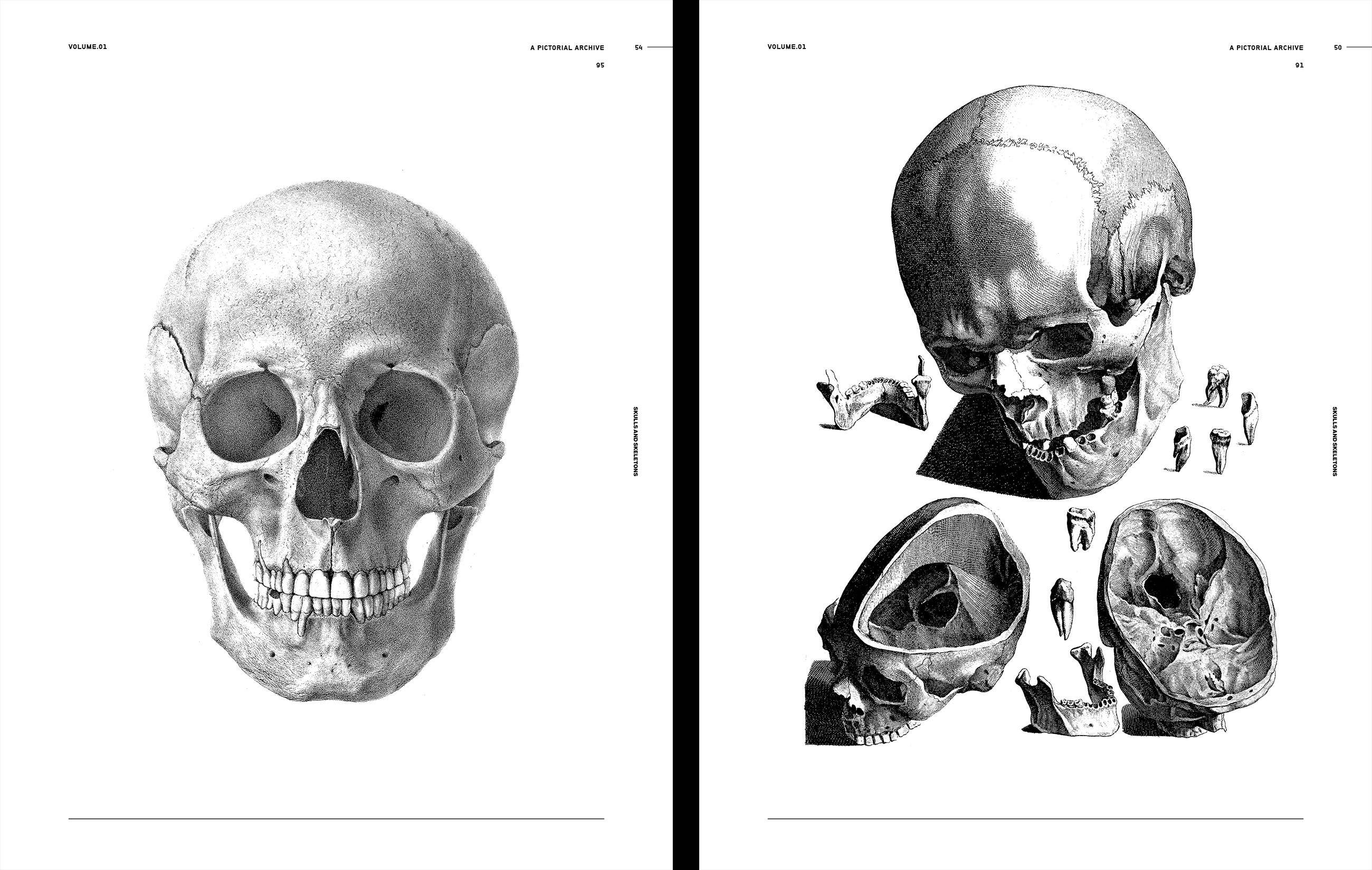 Skulls & Skeletons Book by Kale James - Image 4